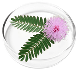 Mimosa Pudica