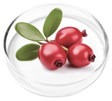 Bearberry