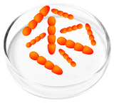 Lactobacillus Crispatus