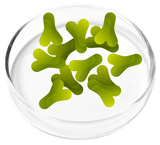 Lactobacillus Acidophilus