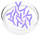 Lactobacillus Plantarum
