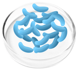 Lactobacillus Gasseri