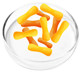 Lactobacillus Casei